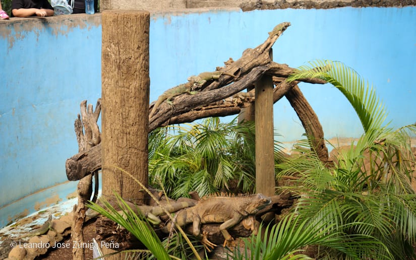 Zoologico--(6)