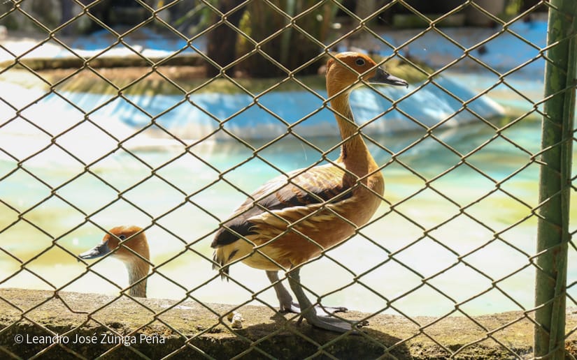 Zoologico--(8)
