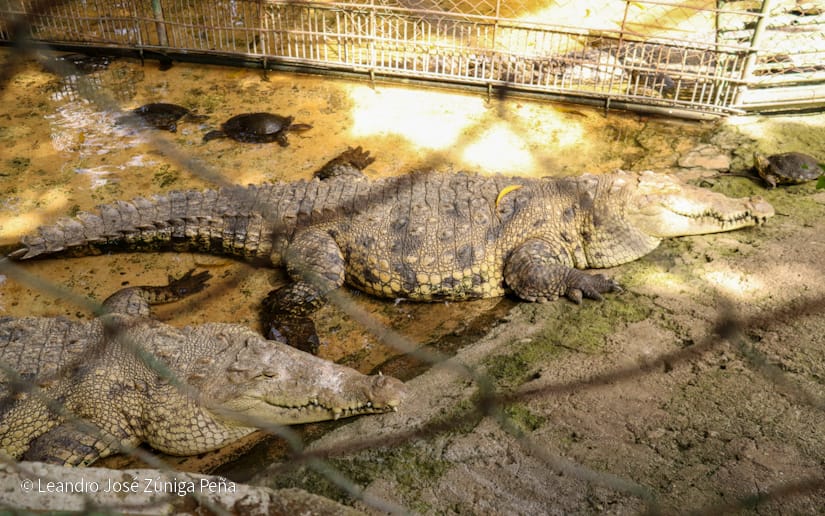 Zoologico--(9)