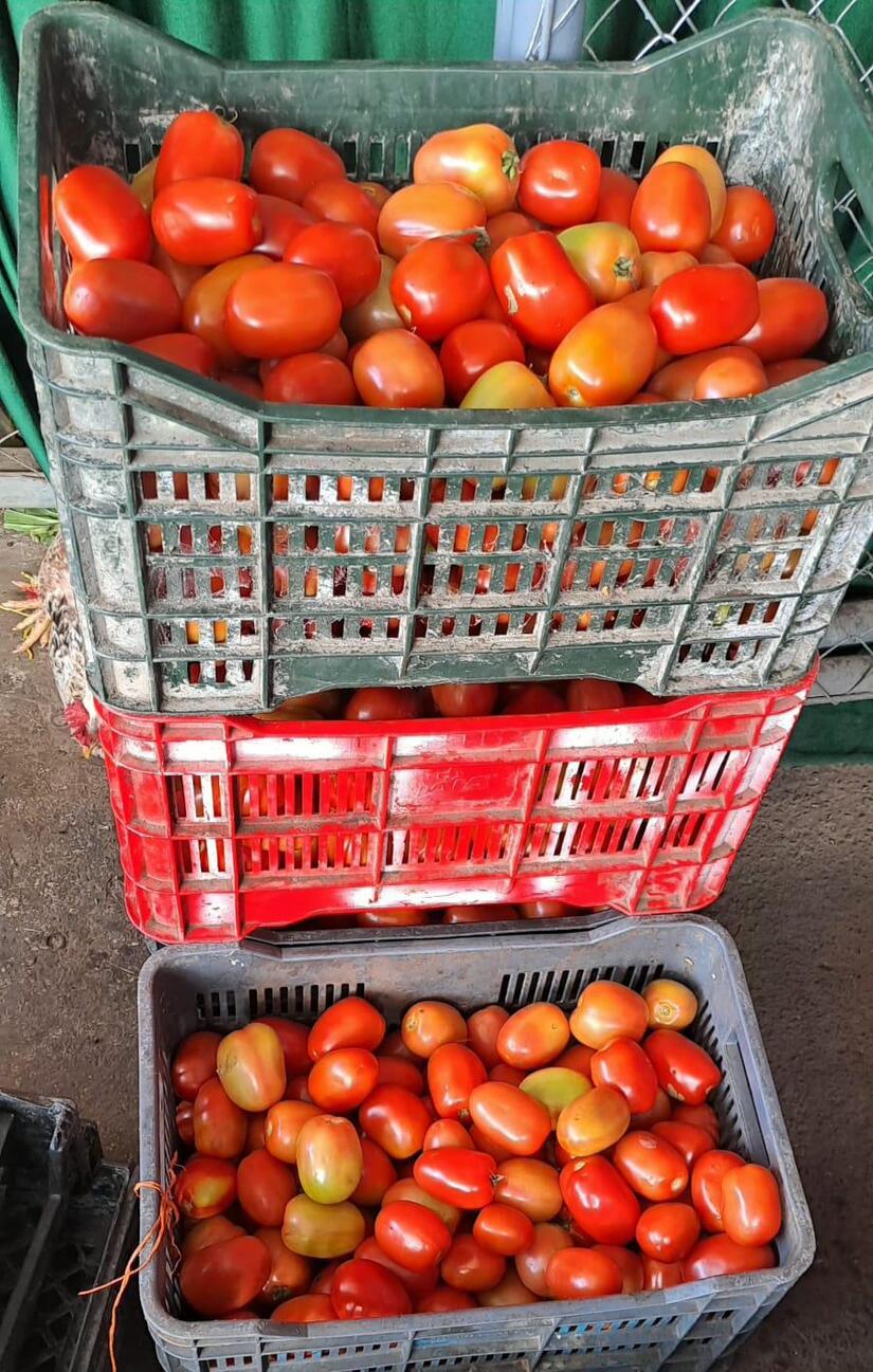 TOMATE2