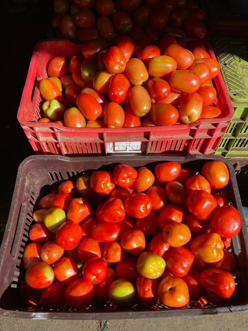 TOMATE4