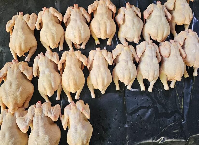 POLLO3