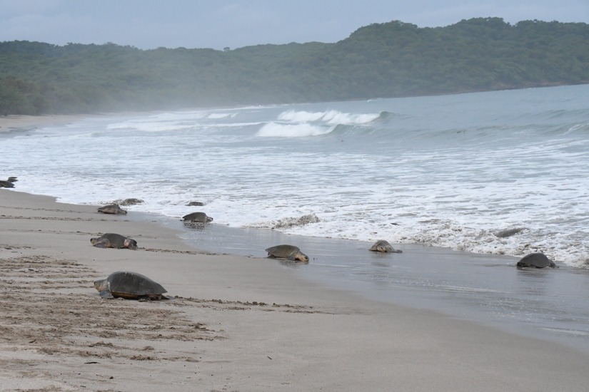 tortugas2