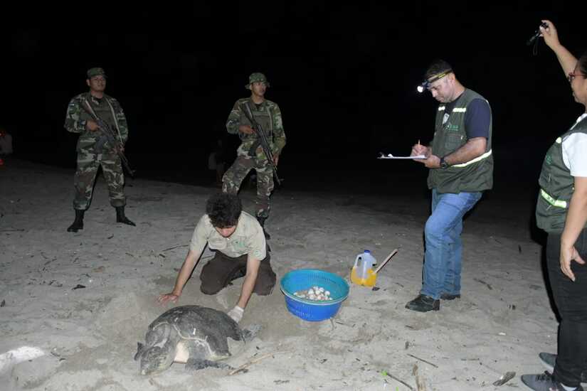 tortugas5