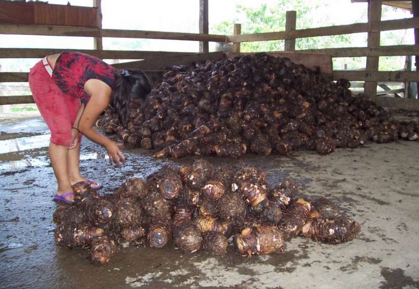 MALANGA3