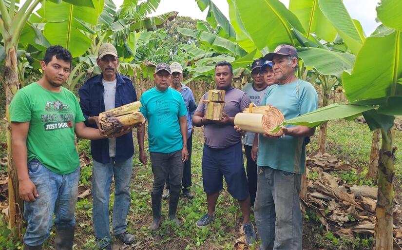PLATANO1