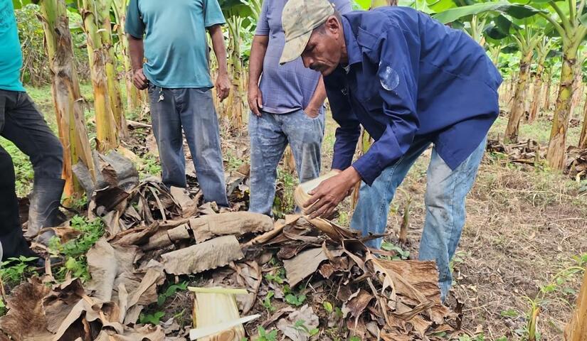 PLATANO3