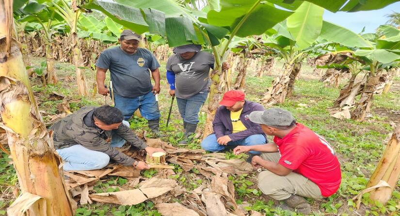 PLATANO6