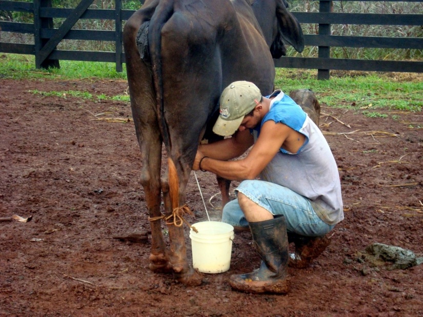 LECHE3