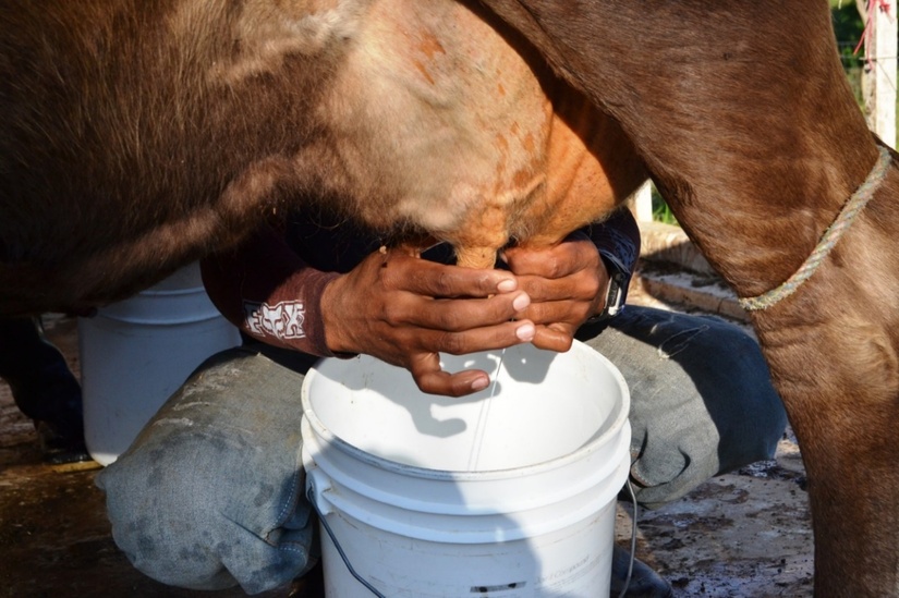 LECHE8