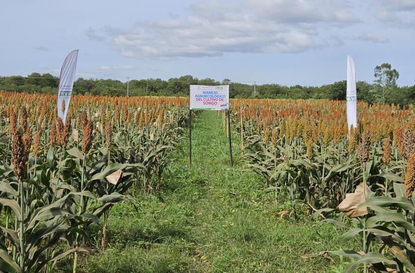 SORGO5