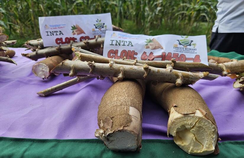 YUCA10