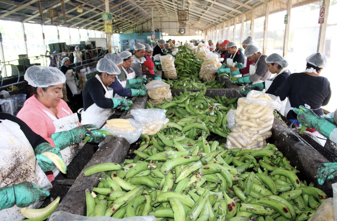 platano-2