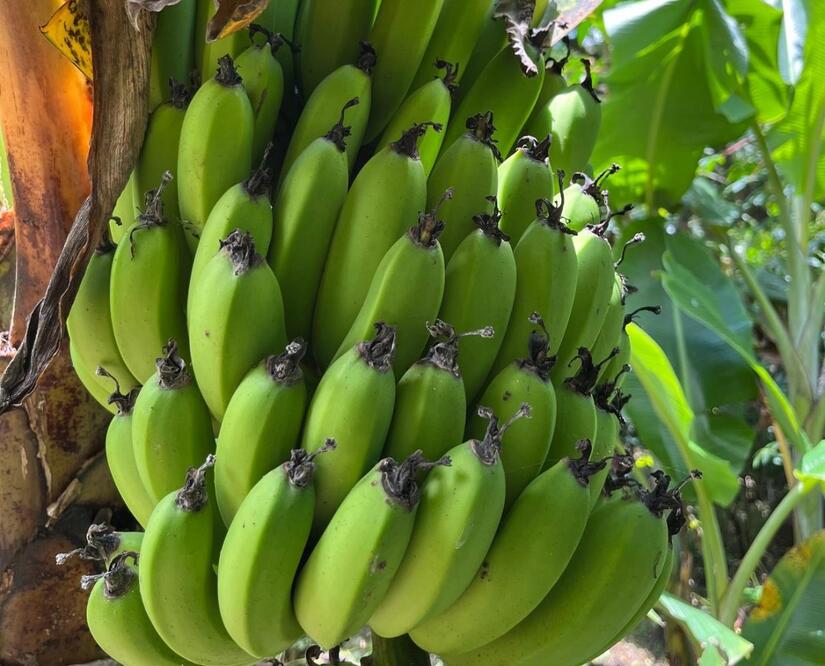 BANANO2