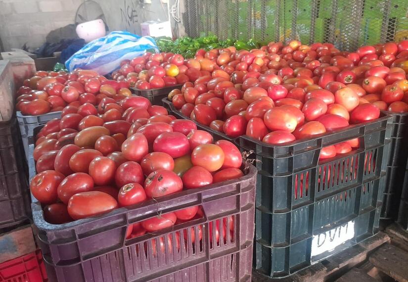 TOMATE2