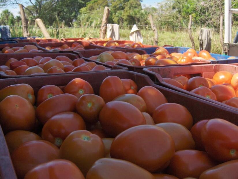 TOMATE4
