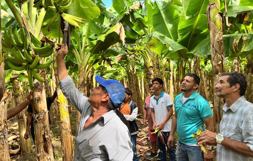 PLATANO2
