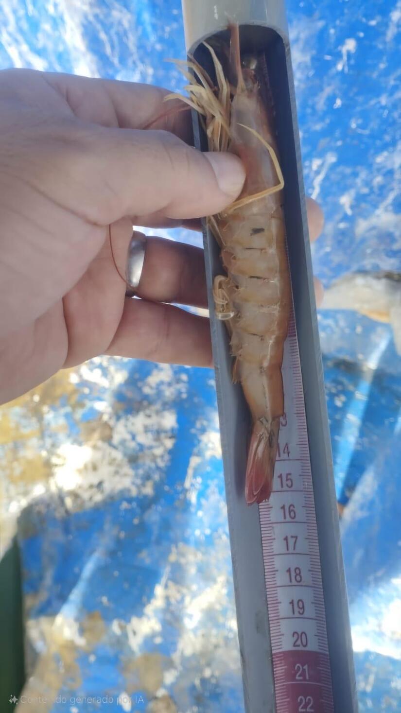 INPESCA-(11)