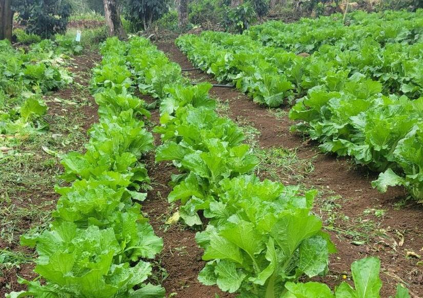 LECHUGA3