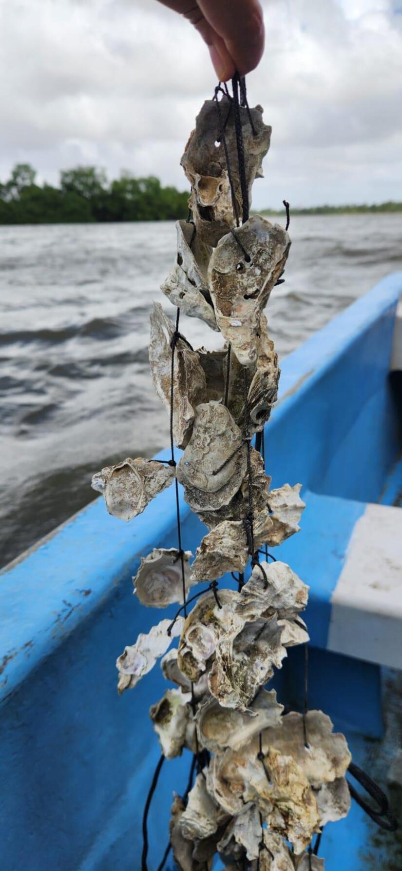 INPESCA-6