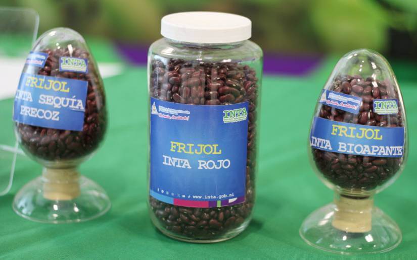 inta-tallerfrijol-5