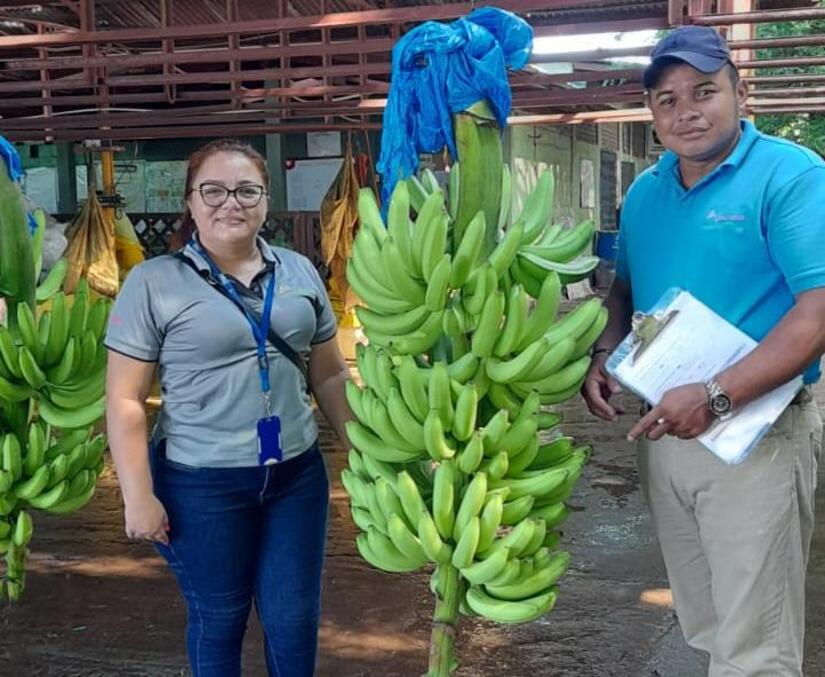 BANANO04