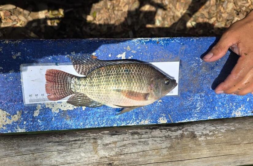 INPESCA3