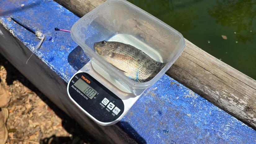 INPESCA4
