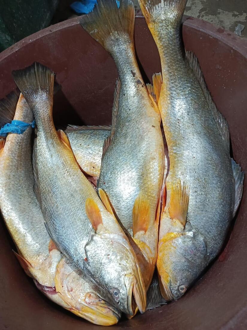 INPESCA9