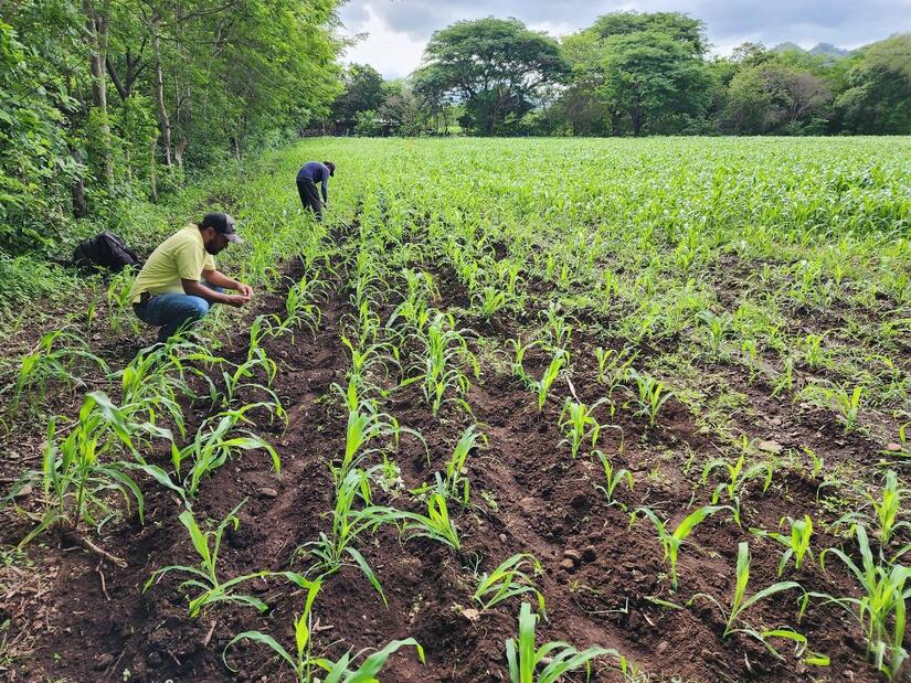 SORGO1