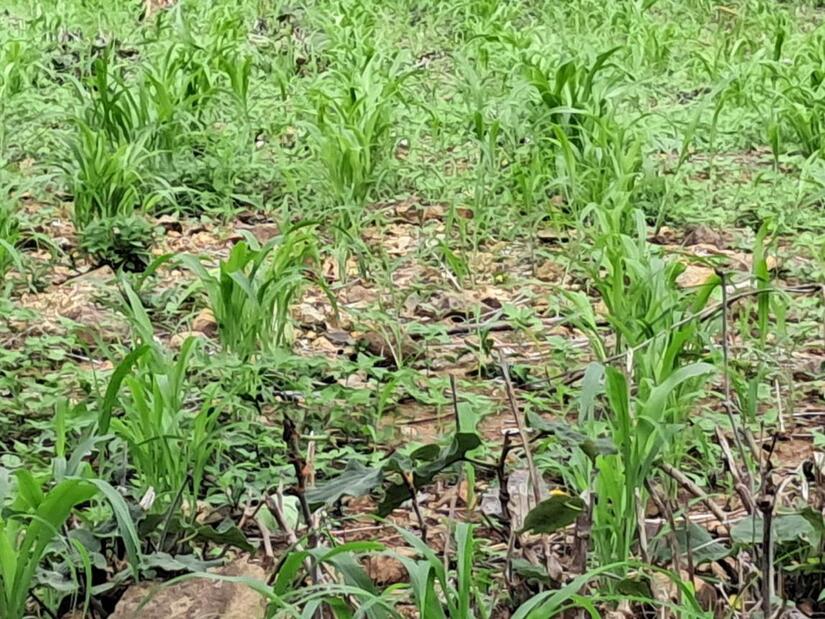 SORGO4