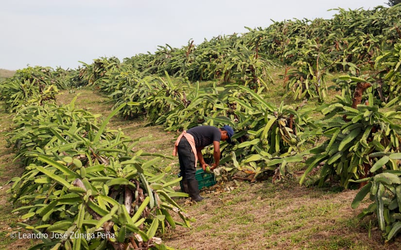 PITAHAYA16