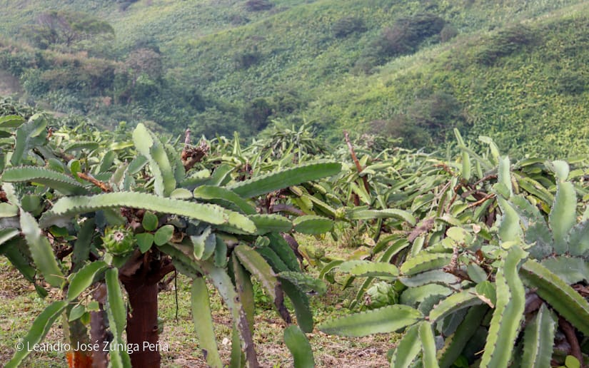PITAHAYA26