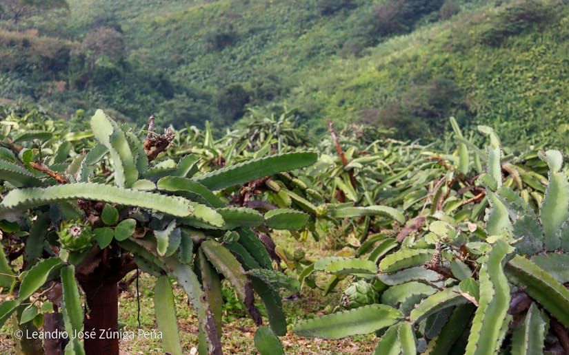 PITAHAYA27