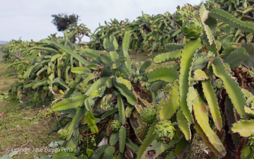 PITAHAYA3