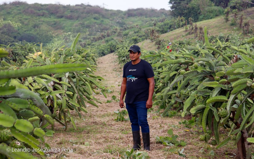 PITAHAYA33