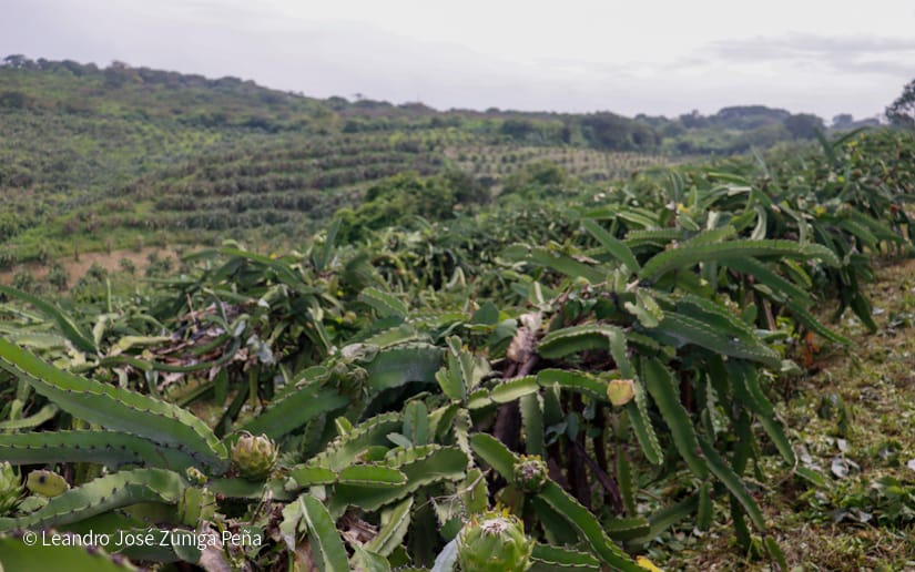 PITAHAYA41