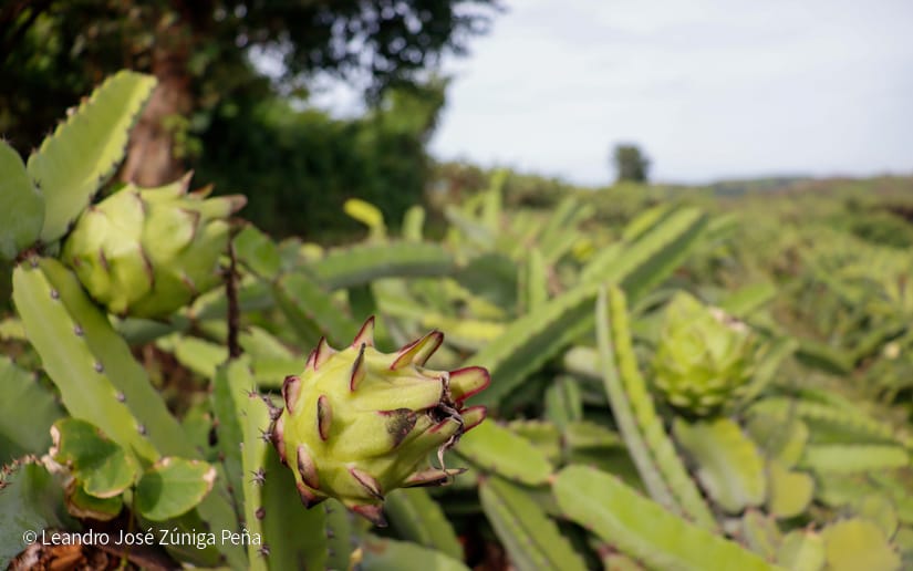 PITAHAYA43