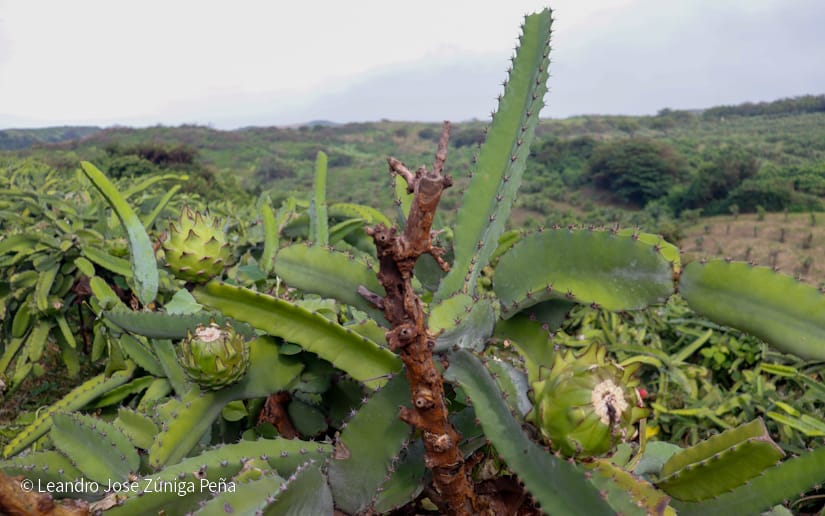PITAHAYA46