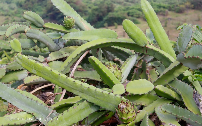 PITAHAYA48