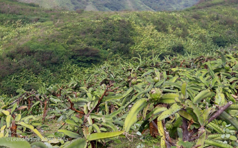 PITAHAYA8