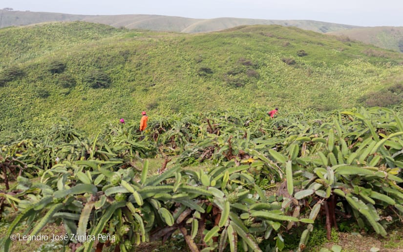 PITAHAYA9