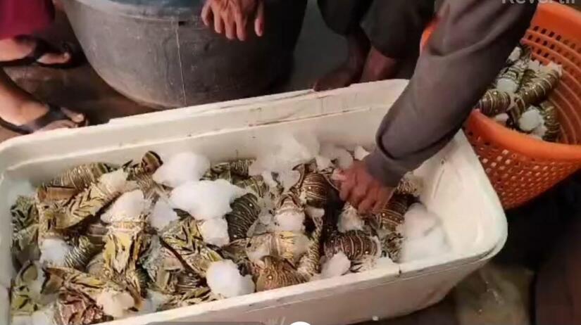 Pesca-de-Langosta-2