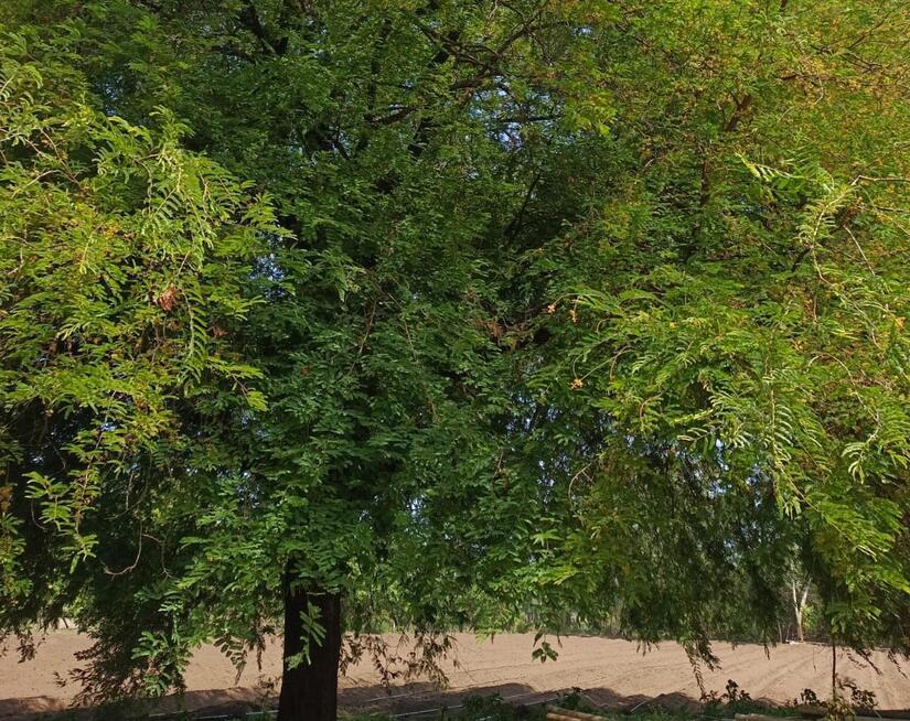 TAMARINDO5