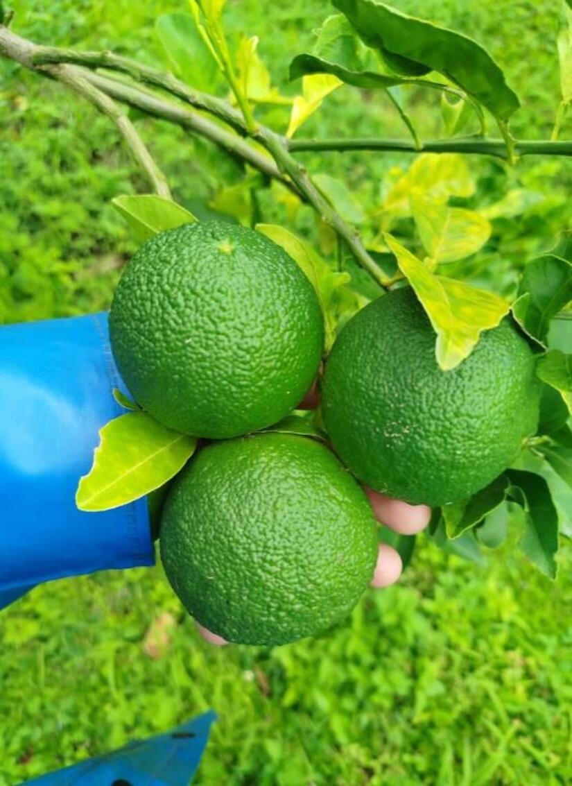 NARANJA1