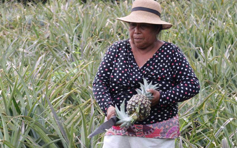 reporte-piñas-2