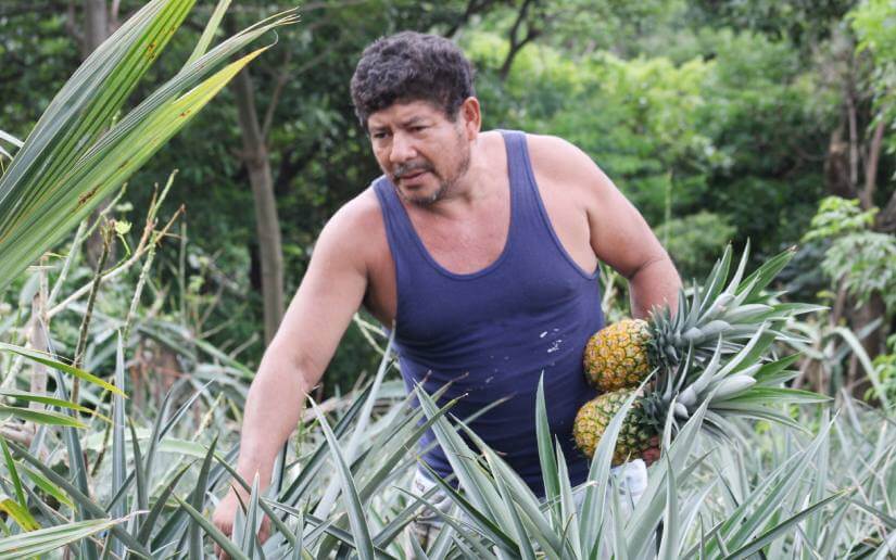 reporte-piñas-23