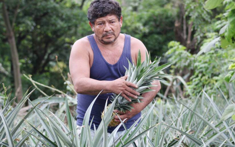 reporte-piñas-24