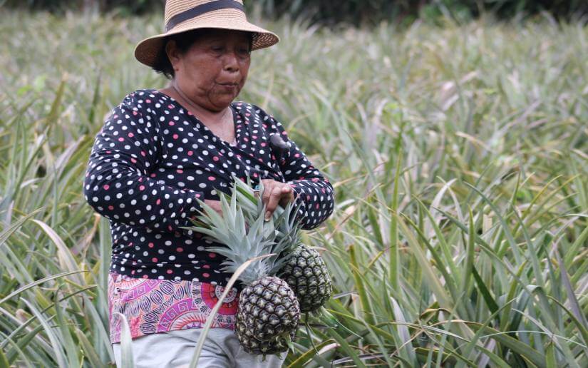 reporte-piñas-3