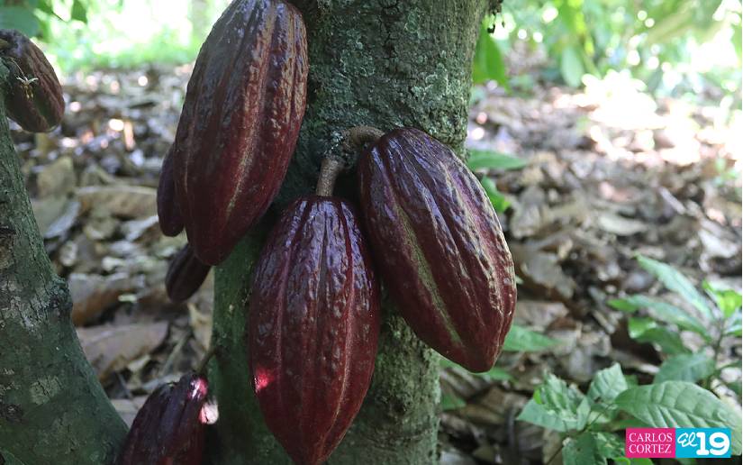 CACAO37